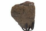 Fossil Hadrosaur Limb Bone Section w/ Metal Stand - South Dakota #340090-2